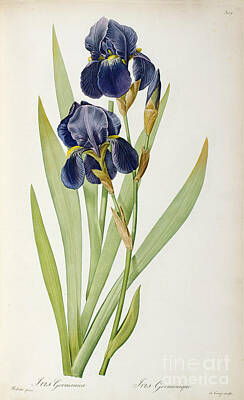 Irises Posters