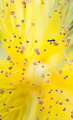 St Johns Wort Posters