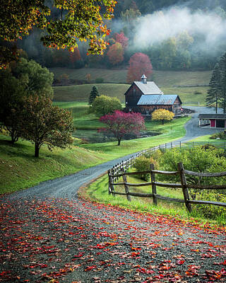 Fall Trees Posters