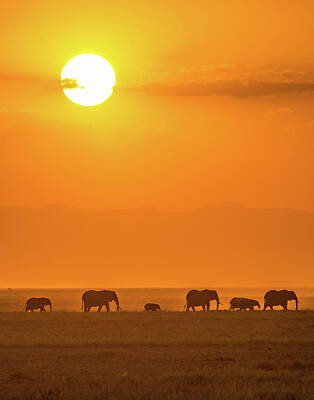 Designs Similar to Elephants At Sunset