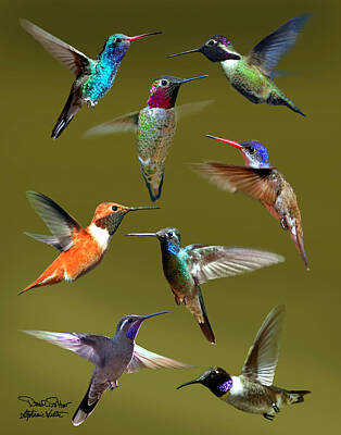 Black-chinned Hummingbird Posters