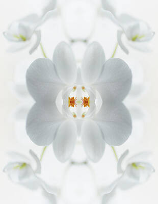 Zen-Still Life-Orchid Motivational Lifestyle Blossom Poster Print 61x91,5 