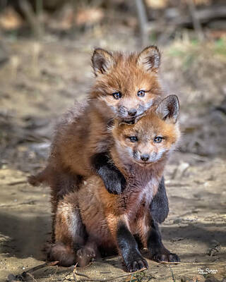 Pair Of Foxes At Play Posters