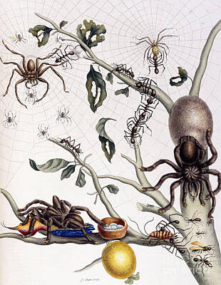 Spider Species Posters