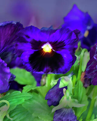 Pansy Orchid Posters