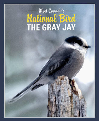Gray Jay Posters