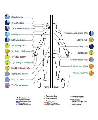Skin Microbiome Posters