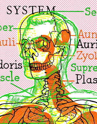 Skeletal System Posters