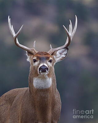Whitetail Deer Motivational Poster Art Buck Deer Antler Sheds Bow Hunting MVP398