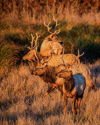 Tule Elk Posters