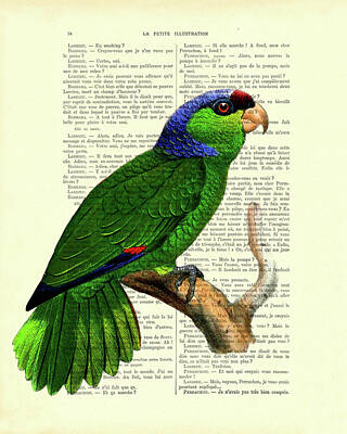 Animal Poster PARROT PAIR Picture Poster Print Art A0 A1 A2 A3 A4 3726 