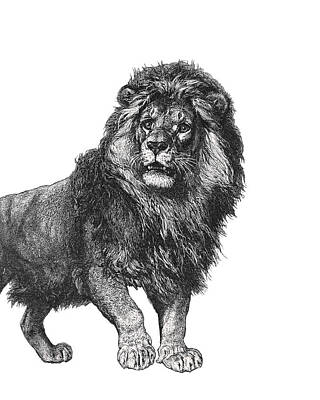 Male Lion Digital Art Posters
