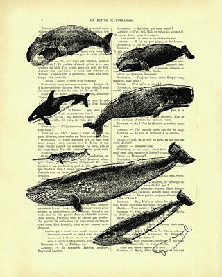 Beluga Whale Mixed Media Posters