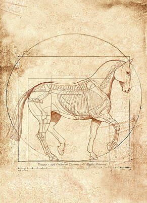 Equine Anatomy Posters - Fine Art America