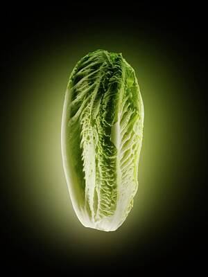 Romaine-lettuce Posters