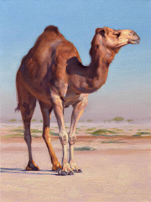 Camel Posters