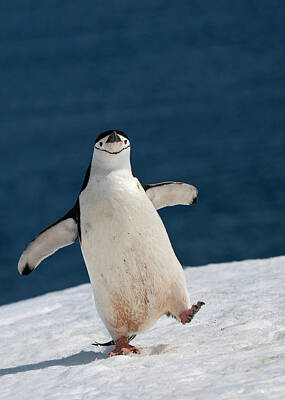 Chinstrap Penguin Posters