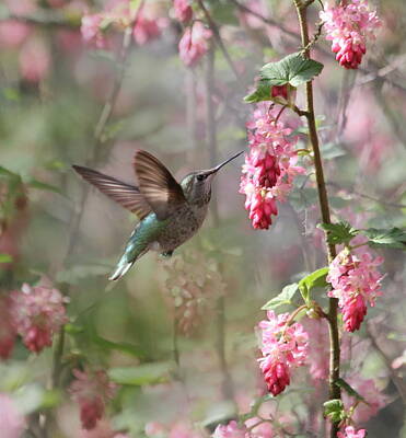 Flowering Currant Posters