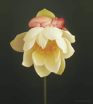 White Lotus Flower Posters