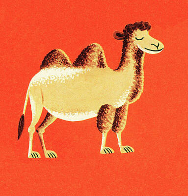Camel Drawings Posters