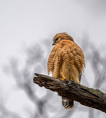 Red Shouldered Hawk Posters
