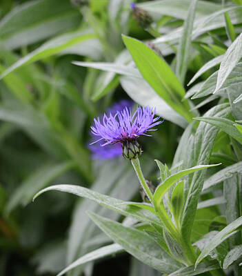 Centaurea Montana Photos Posters