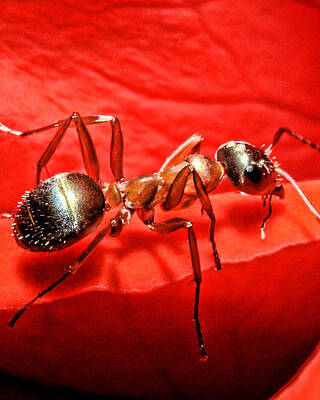 Ant Posters for Sale