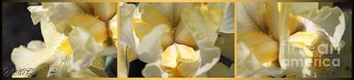 Yellow Bearded Iris Posters