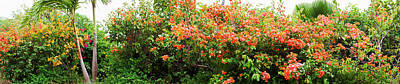 Bougainvillea Posters