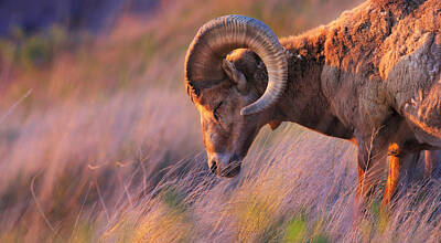 Rocky Mountain Bighorn Sheep Posters