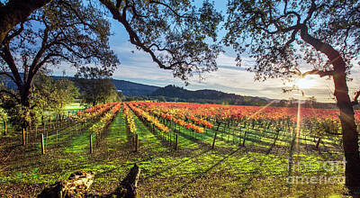 Napa Valley In Fall Posters