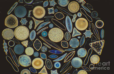 Diatoms Posters