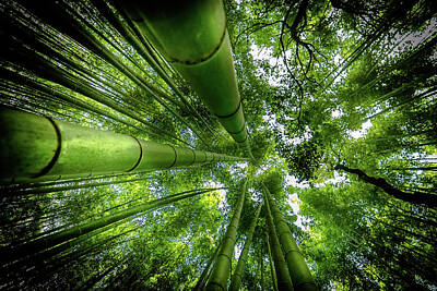 Arashiyama Posters