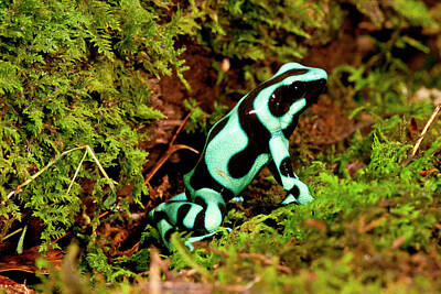 Poison Dart Frog Posters for Sale - Fine Art America