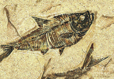 Fish Fossils Posters