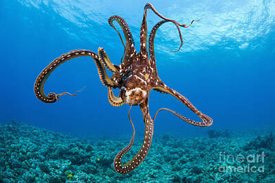 Octopus Cyanea Posters
