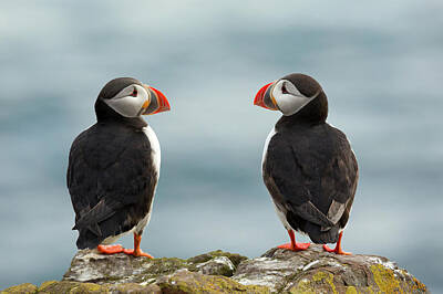 Puffin Posters