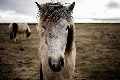 Portrait Of Icelandic Horse Poster, 60% OFF