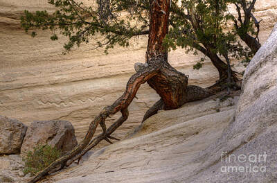 Snake Petroglyph Tent Rocks Posters