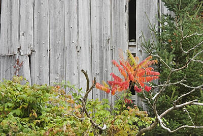 Building Old Old Building Abandoned Run-down Sumac Tree Architecture Shed Posters