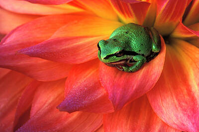 Pacific Chorus Frog Posters