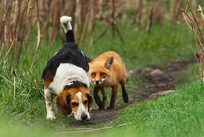 Fox Hunting Posters