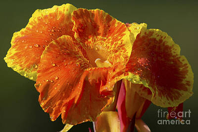 Canna Lilly Framed Posters
