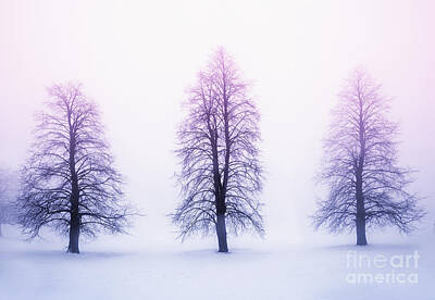 Tree Silhouette At Sunset Posters