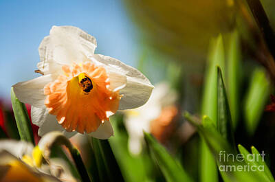 Bee On A Daffodil Flowe Posters