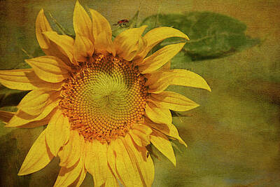 Textured Sunflowers Posters