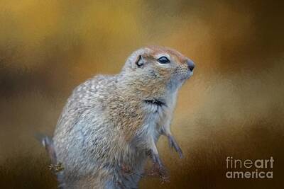 Arctic Ground Squirrel Posters