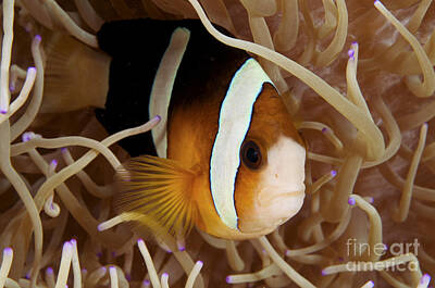 Amphiprion Clarkii Posters