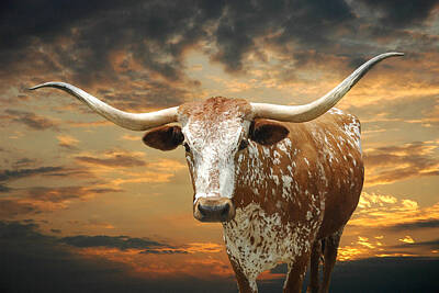 Texas Longhorns Posters - Fine Art America