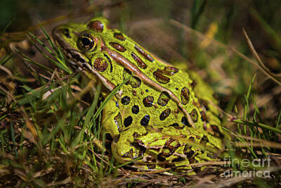 Northern Leopard Frog Posters